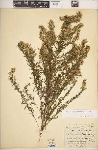 Symphyotrichum ericoides image