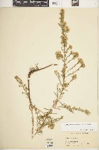 Symphyotrichum ericoides image