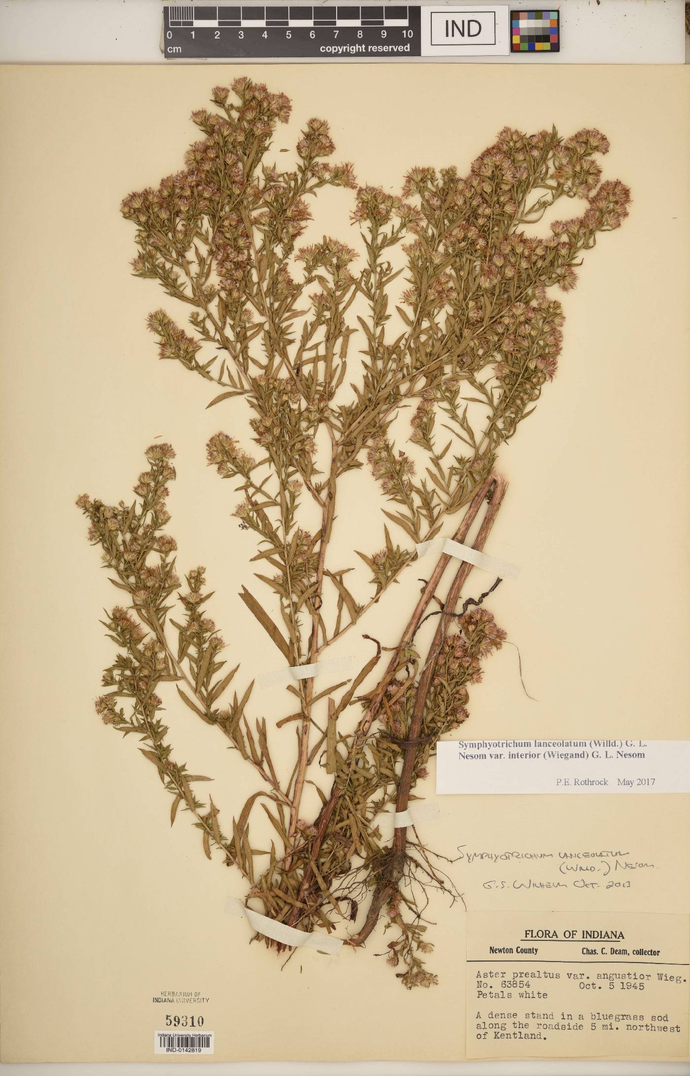 Symphyotrichum lanceolatum var. interior image