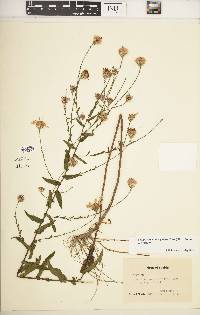 Symphyotrichum patens var. patens image