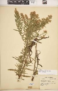 Symphyotrichum pilosum var. pilosum image