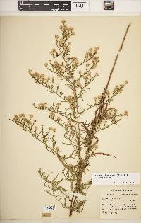 Symphyotrichum pilosum var. pilosum image