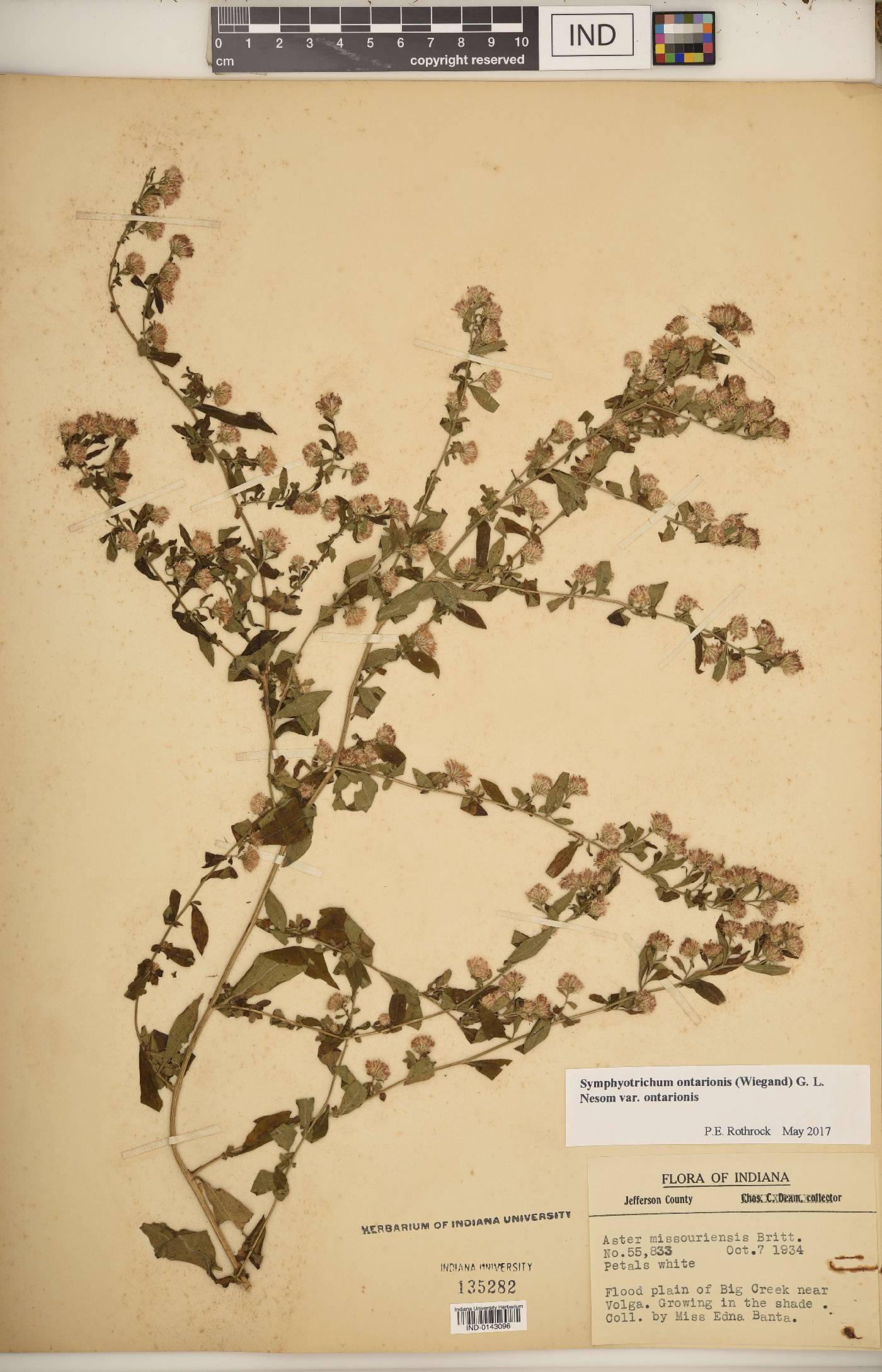 Symphyotrichum ontarionis var. ontarionis image