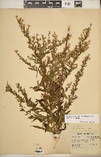 Symphyotrichum ontarionis var. ontarionis image