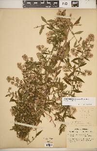 Symphyotrichum ontarionis image