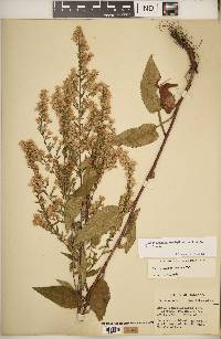 Symphyotrichum urophyllum image