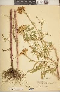 Tagetes erecta image