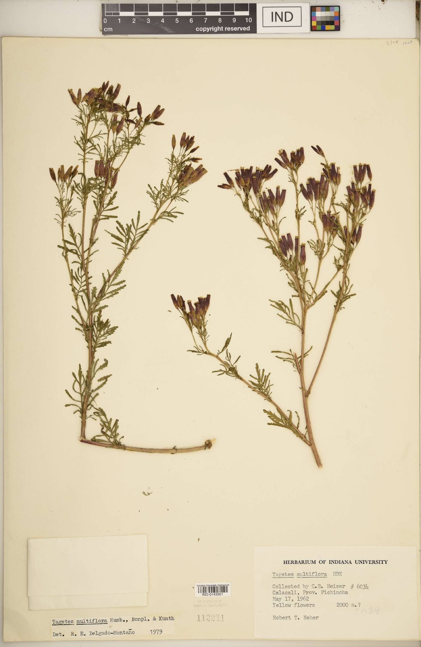 Tagetes multiflora image