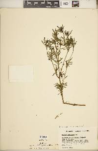 Tagetes multiflora image