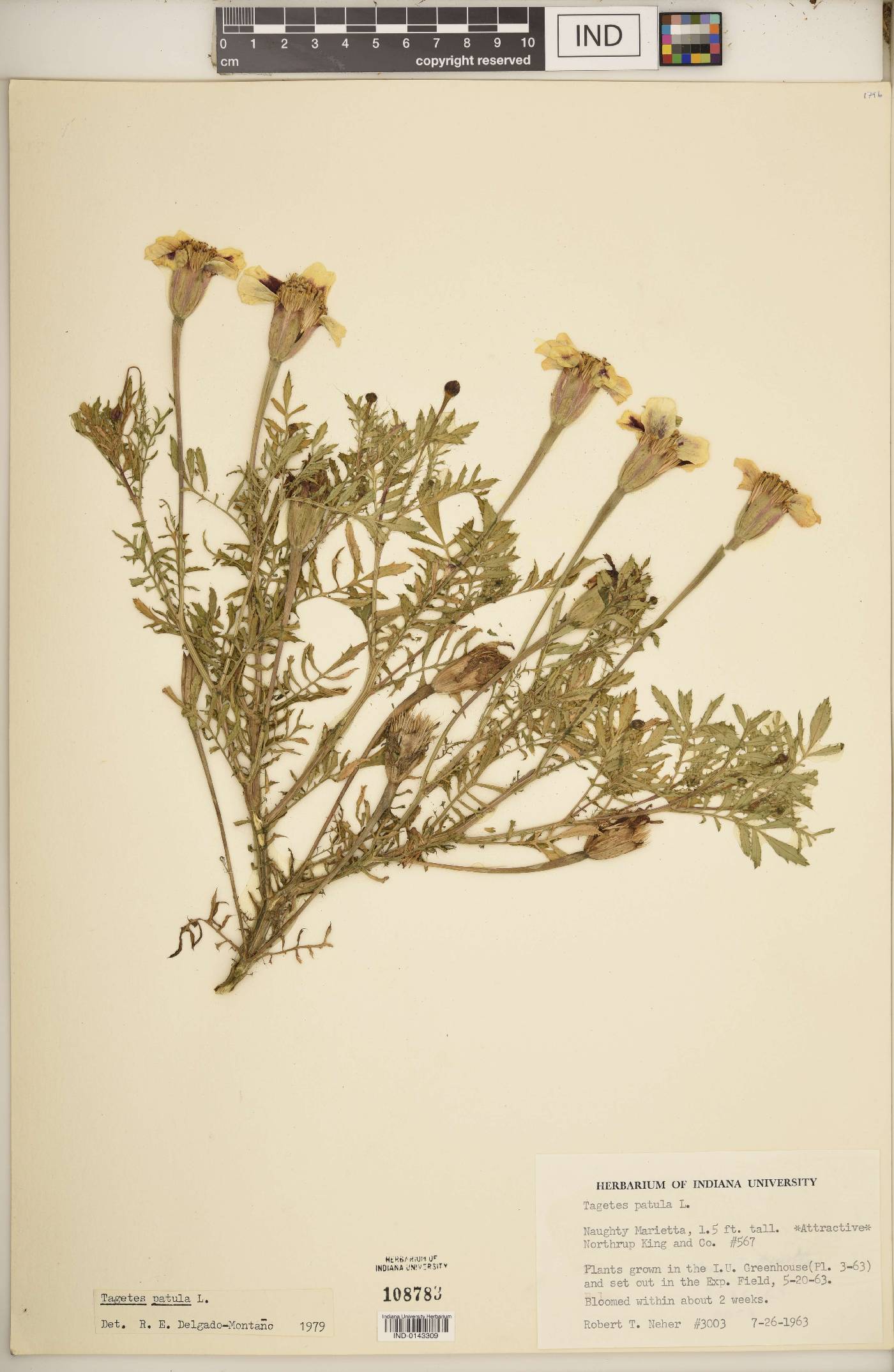 Tagetes patula image