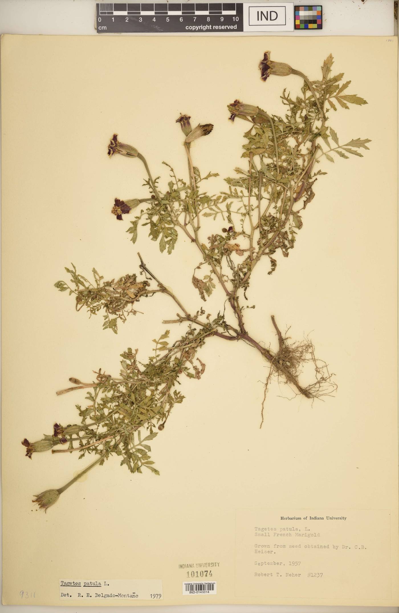 Tagetes patula image