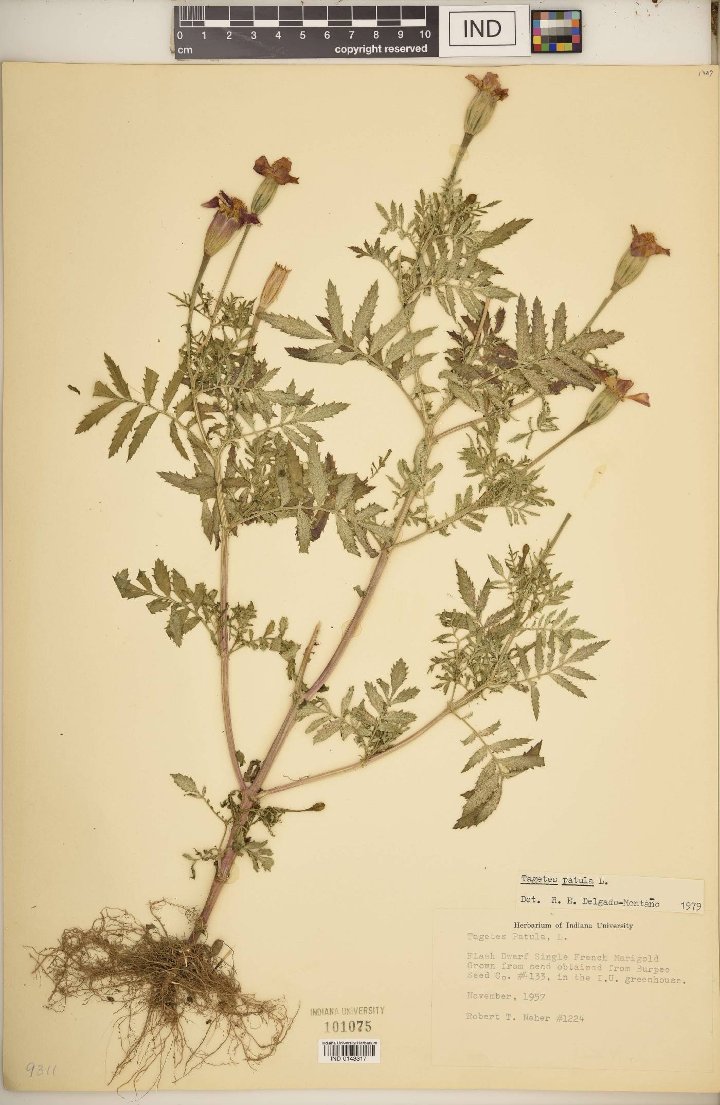 Tagetes patula image