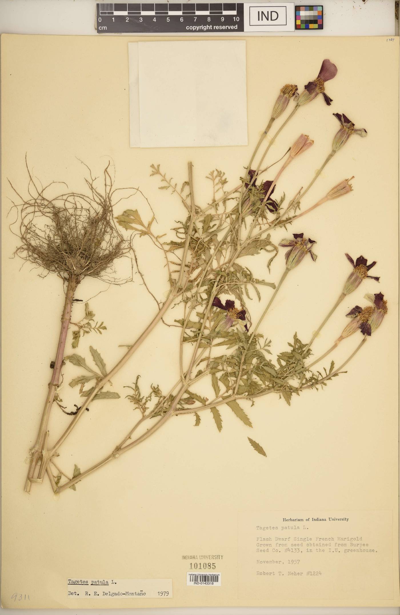 Tagetes patula image