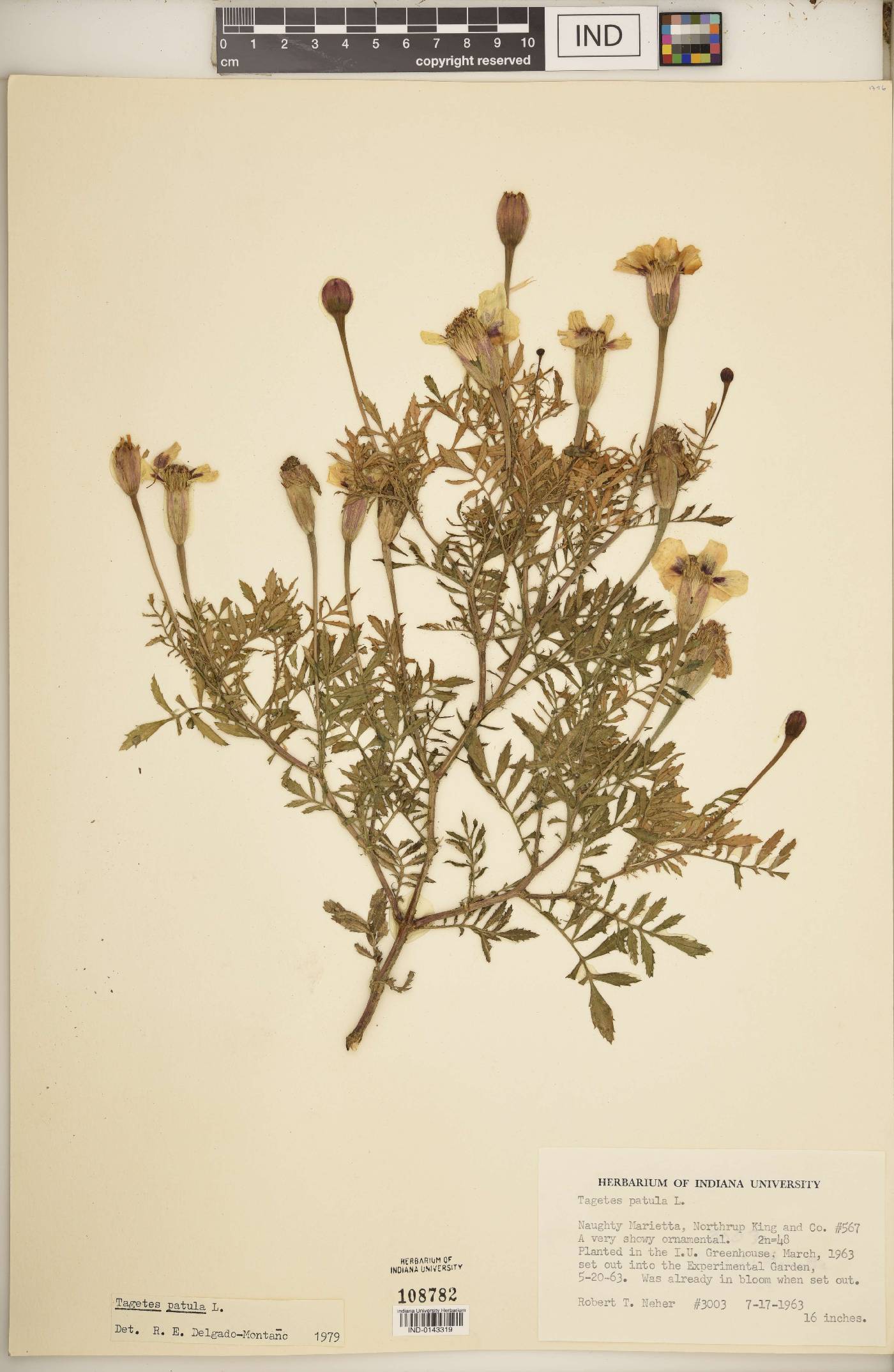 Tagetes patula image