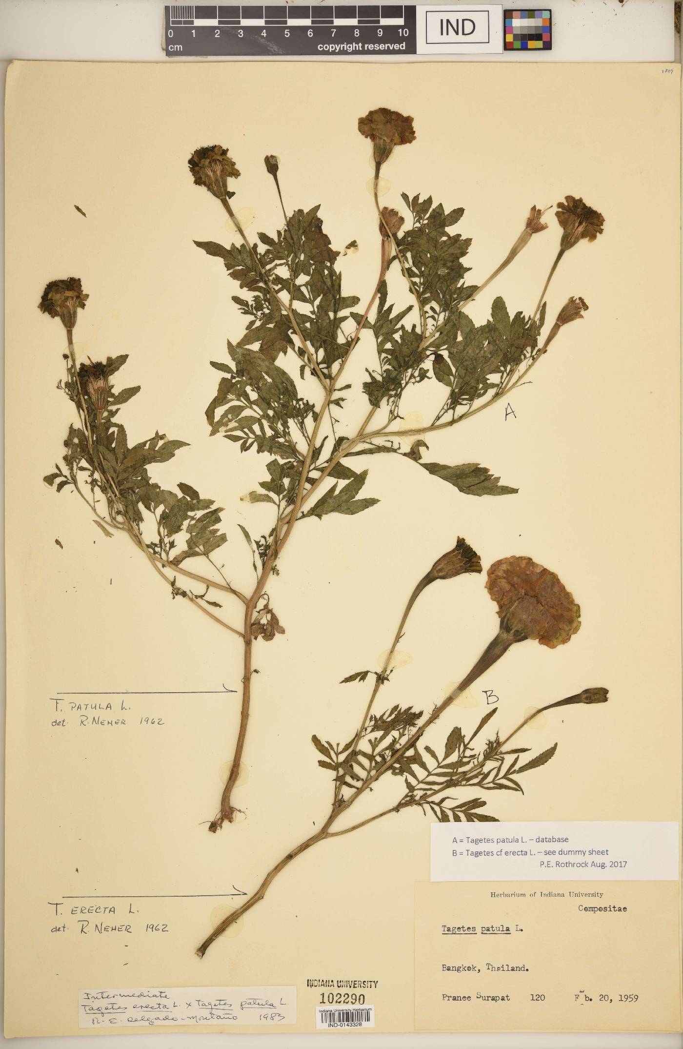 Tagetes patula image