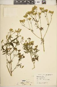 Tagetes terniflora image