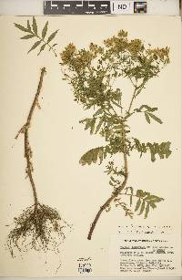 Tagetes terniflora image