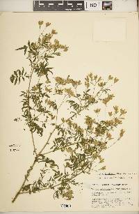 Tagetes terniflora image