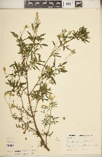 Tagetes terniflora image