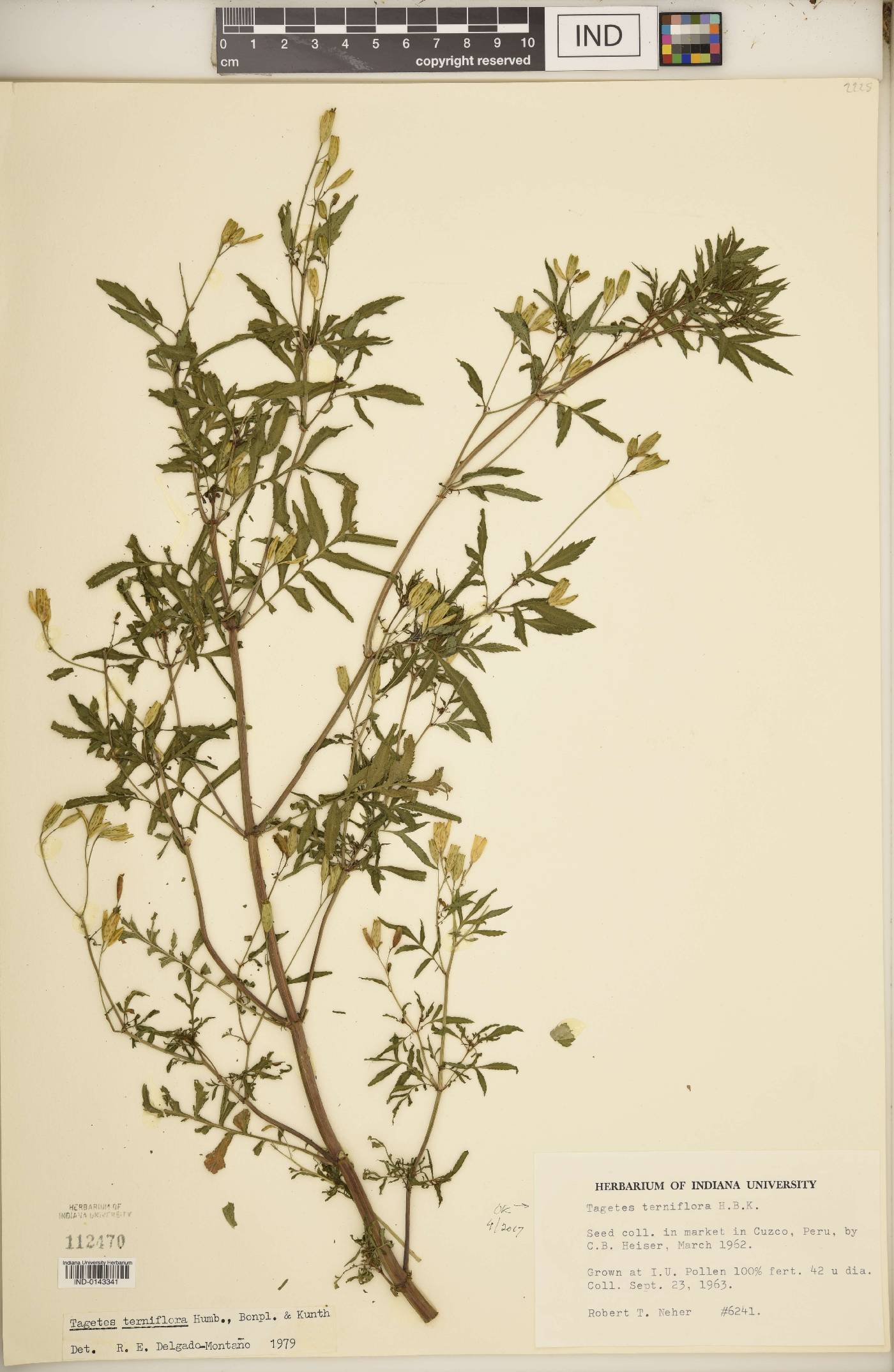 Tagetes terniflora image