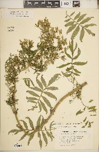 Tagetes terniflora image