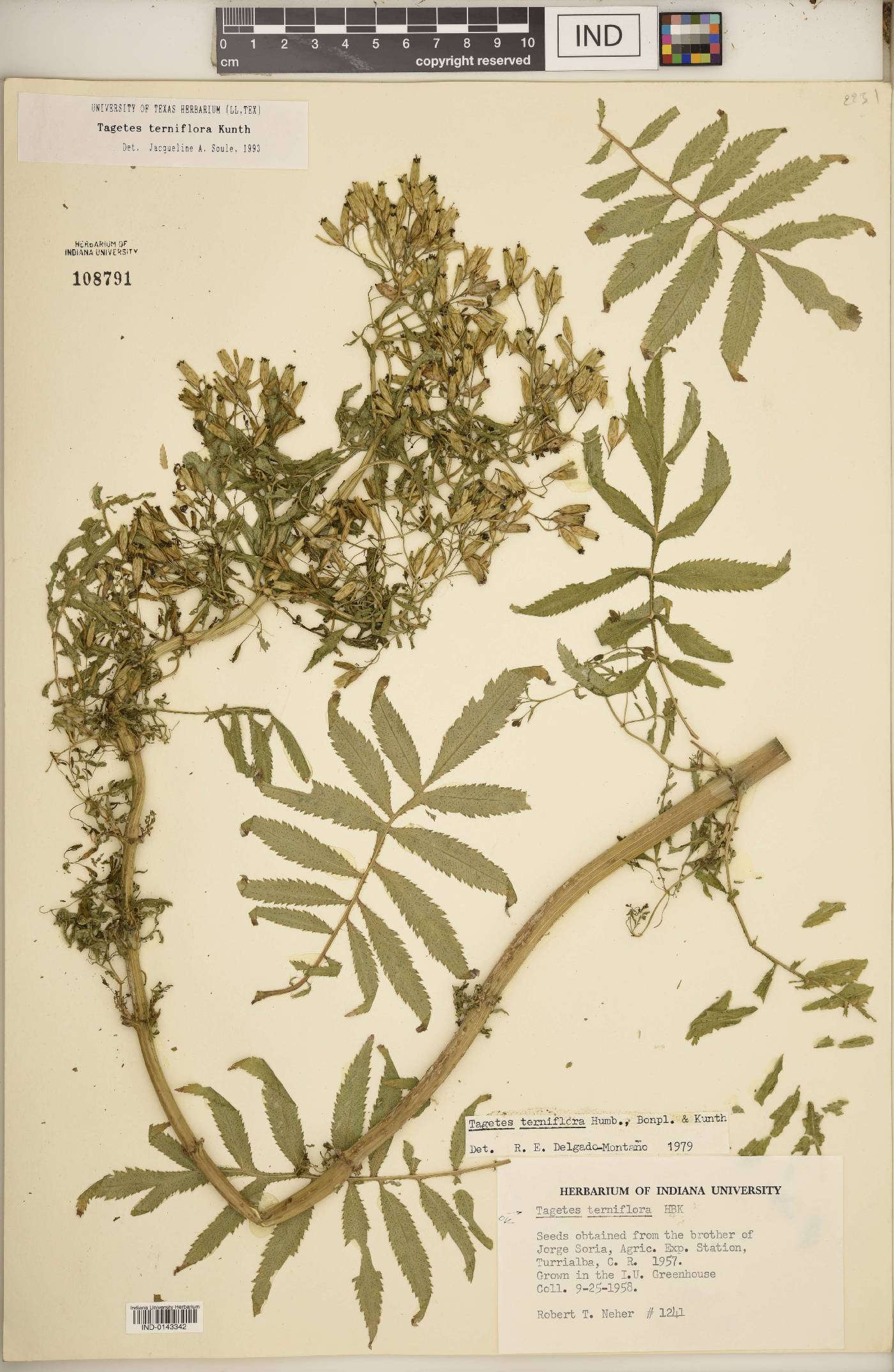 Tagetes terniflora image