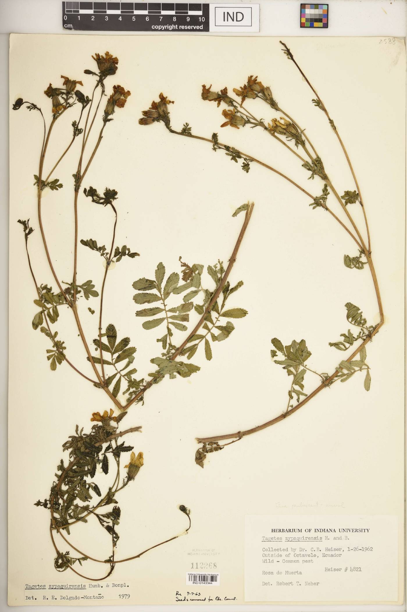 Tagetes zypaquinensis image