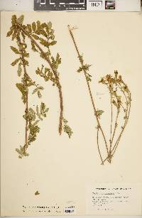 Tagetes zypaquinensis image