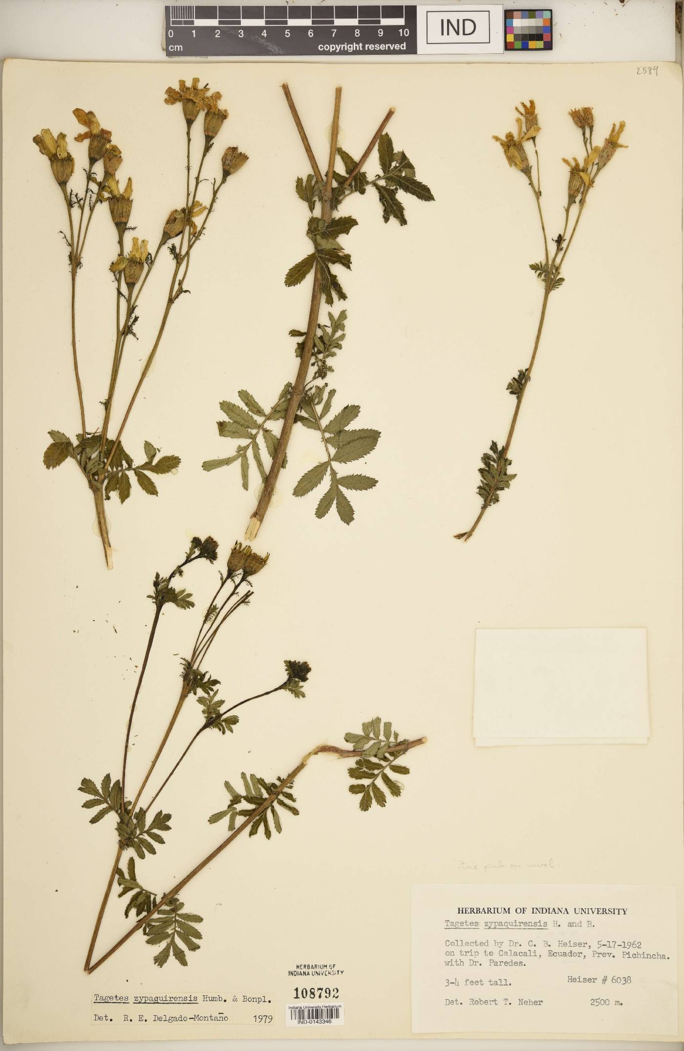 Tagetes zypaquinensis image