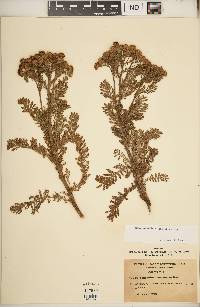 Tanacetum bipinnatum image