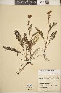 Tanacetum bipinnatum image