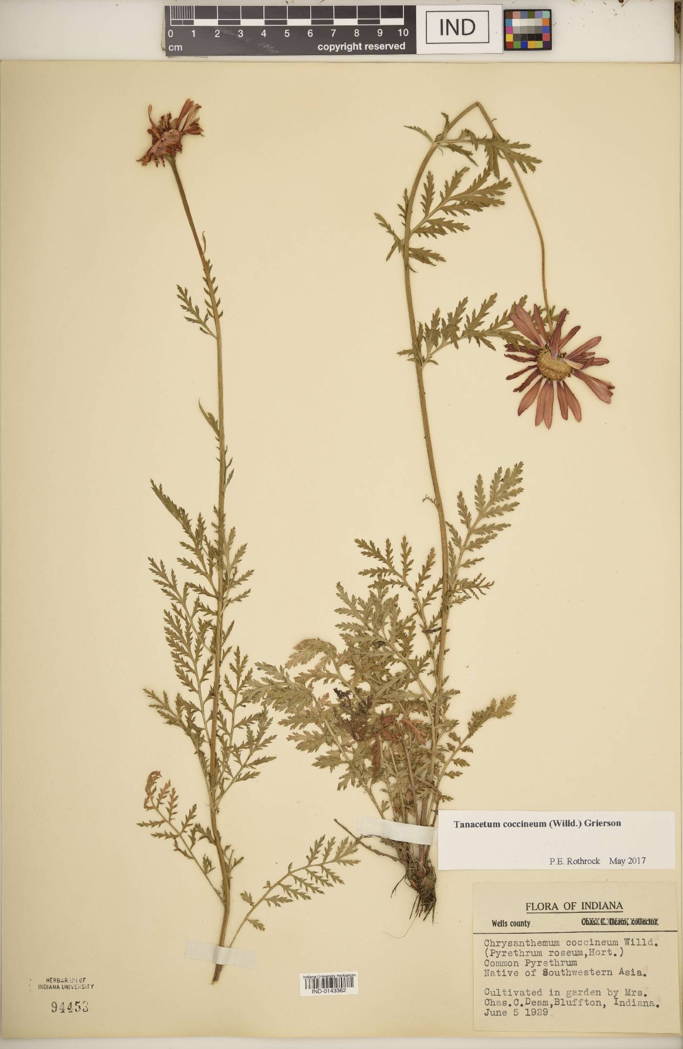 Tanacetum coccineum image