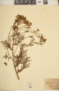 Tanacetum vulgare image