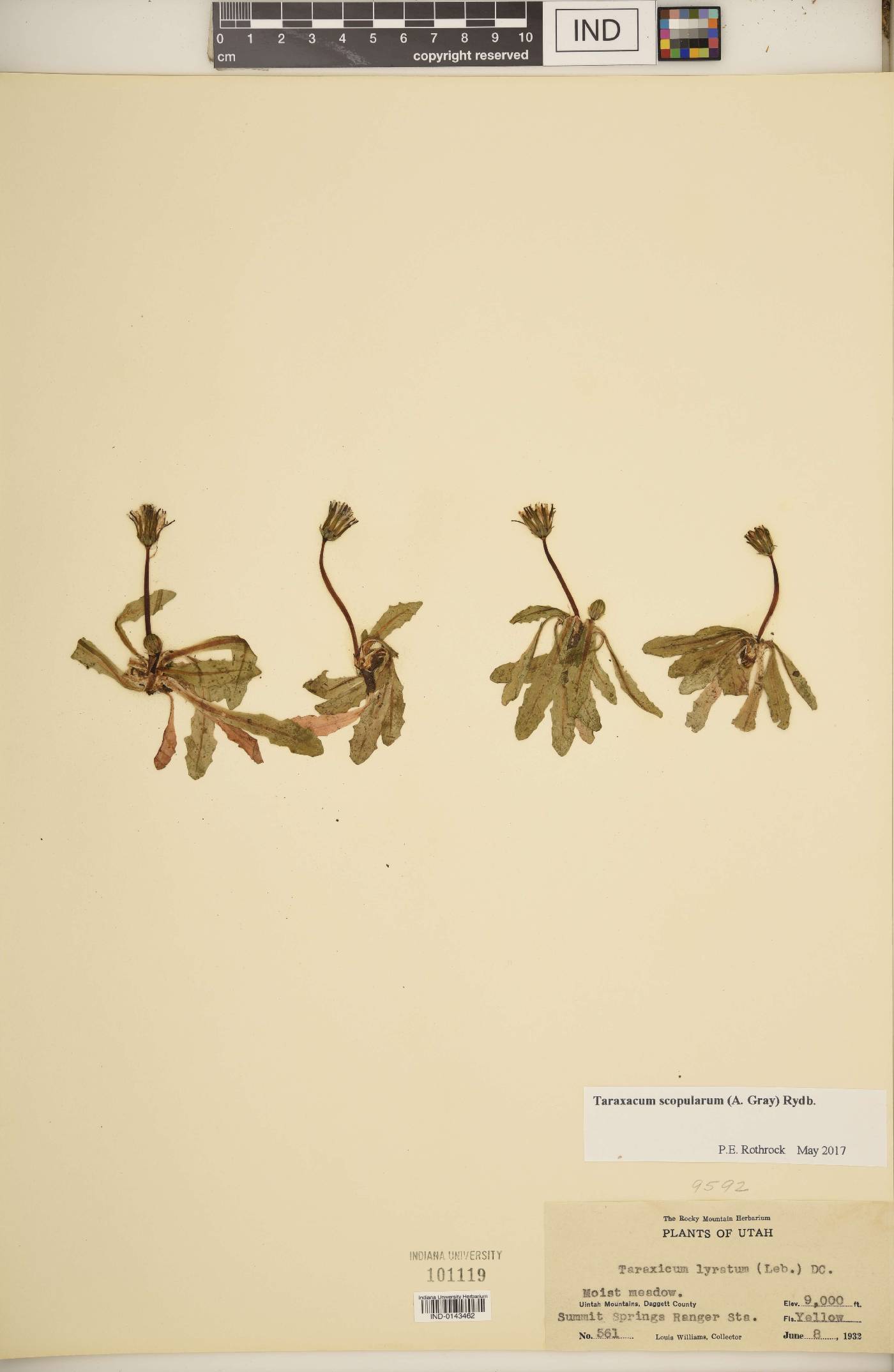 Taraxacum scopularum image