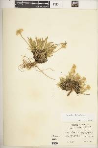 Tetraneuris acaulis image