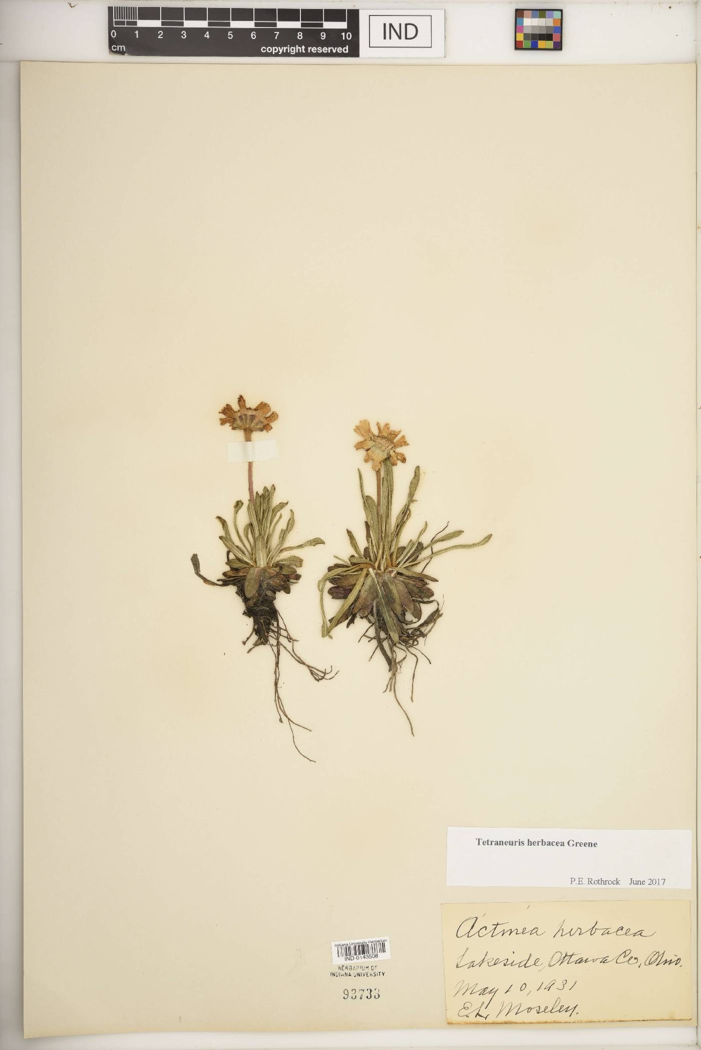 Tetraneuris herbacea image