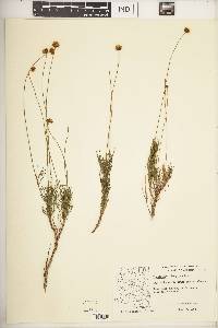 Thelesperma longipes image