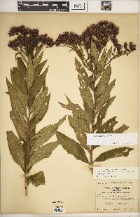 Vernonia baldwinii image