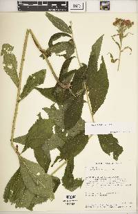 Vernonia baldwinii image