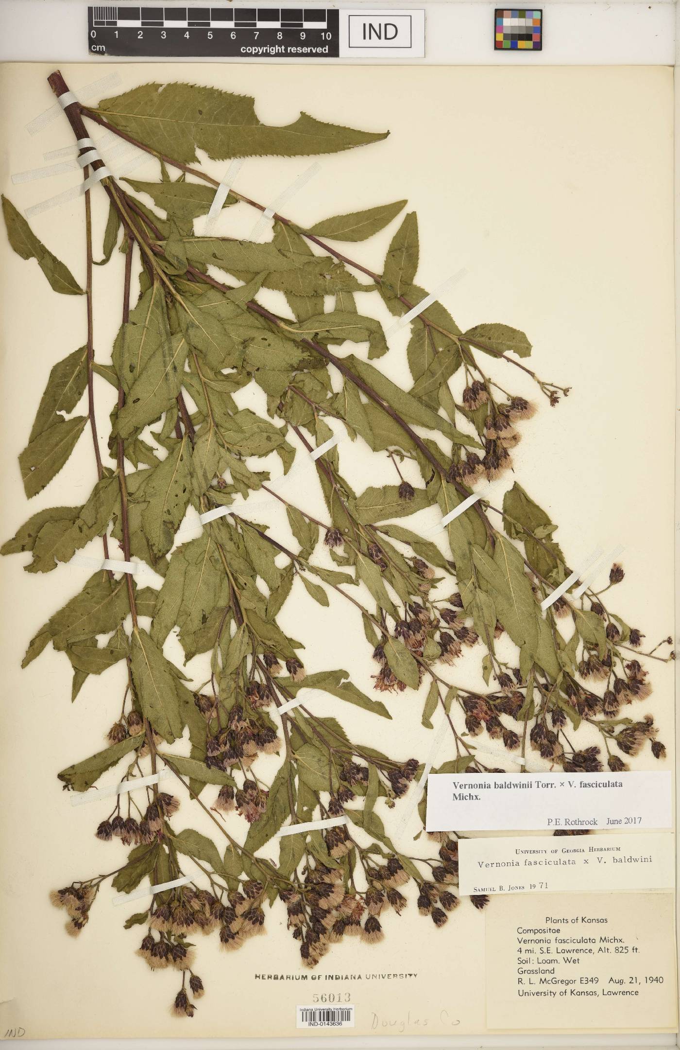 Vernonia F1 hybrid image