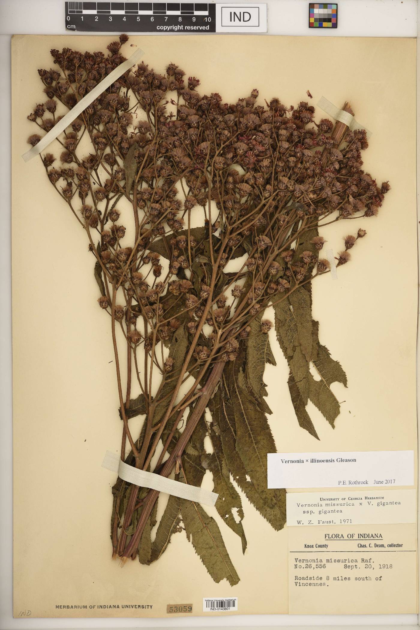 Vernonia × illinoensis image