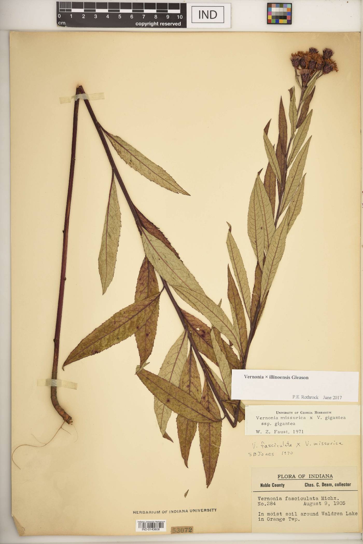 Vernonia × illinoensis image