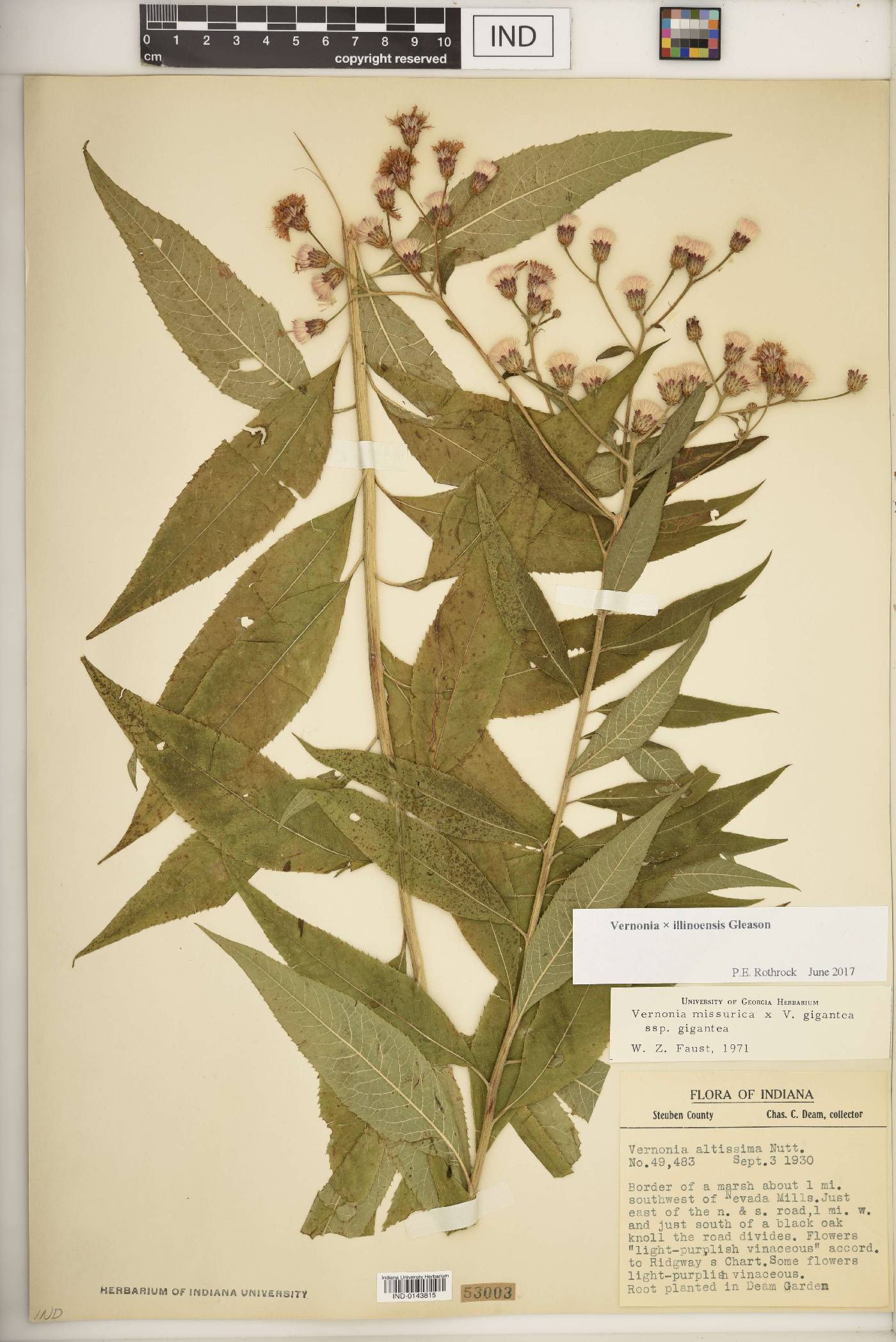 Vernonia × illinoensis image