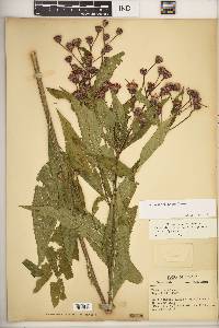 Vernonia × illinoensis image