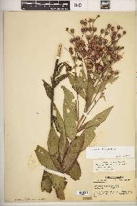 Vernonia × illinoensis image