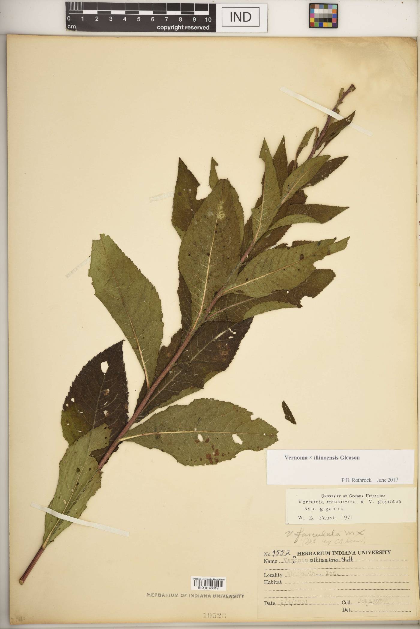 Vernonia × illinoensis image