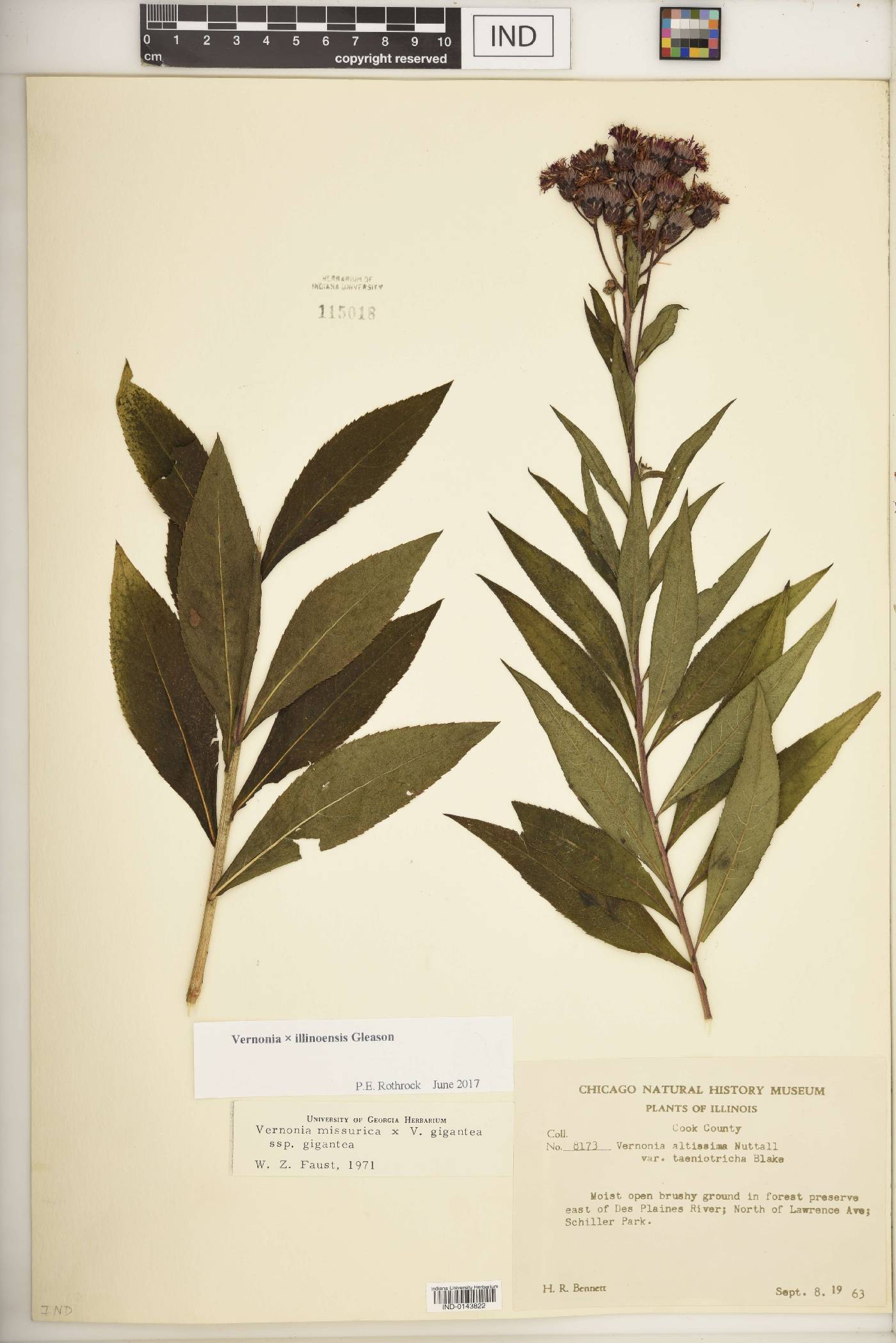 Vernonia × illinoensis image