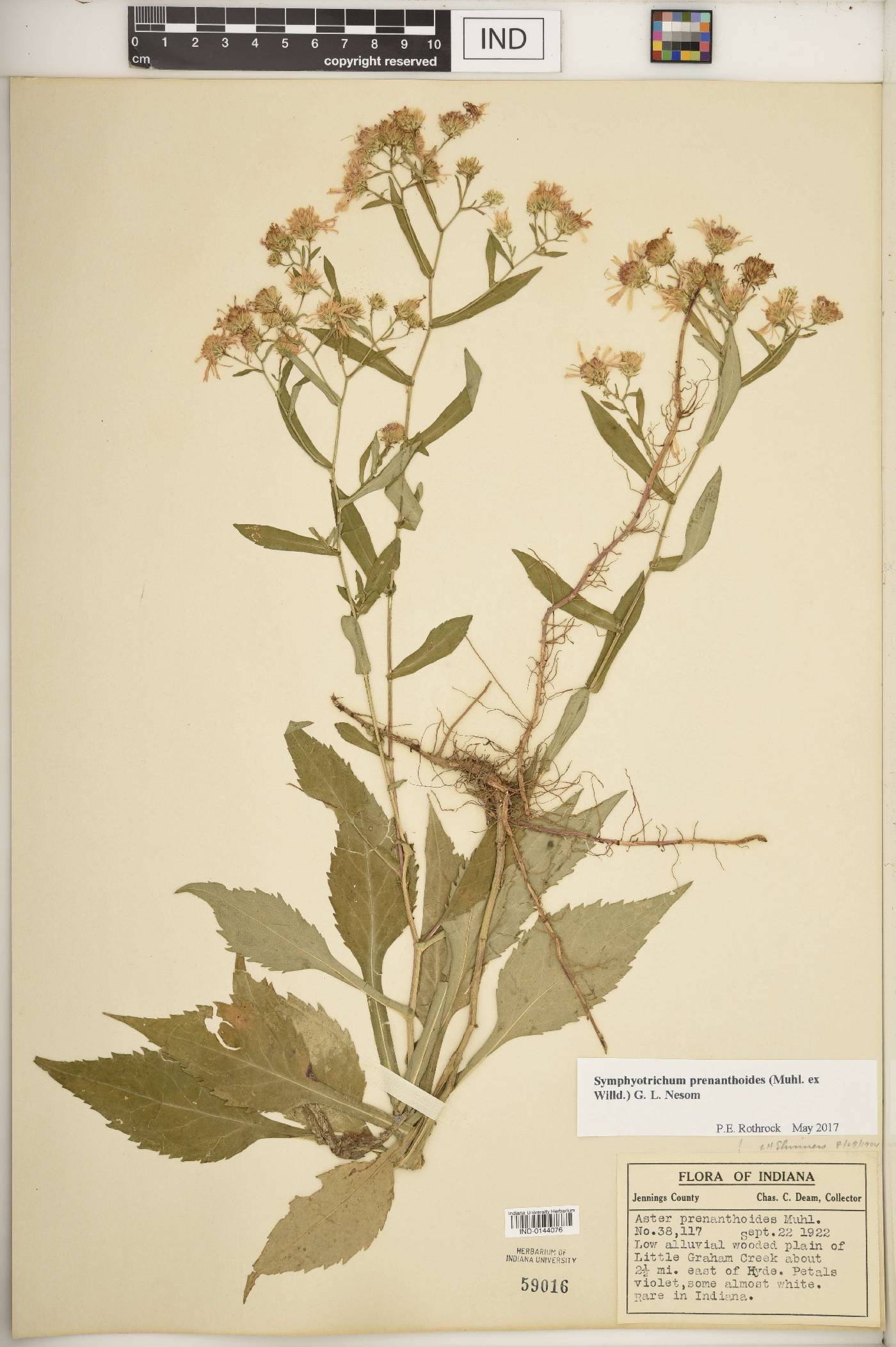 Symphyotrichum prenanthoides image