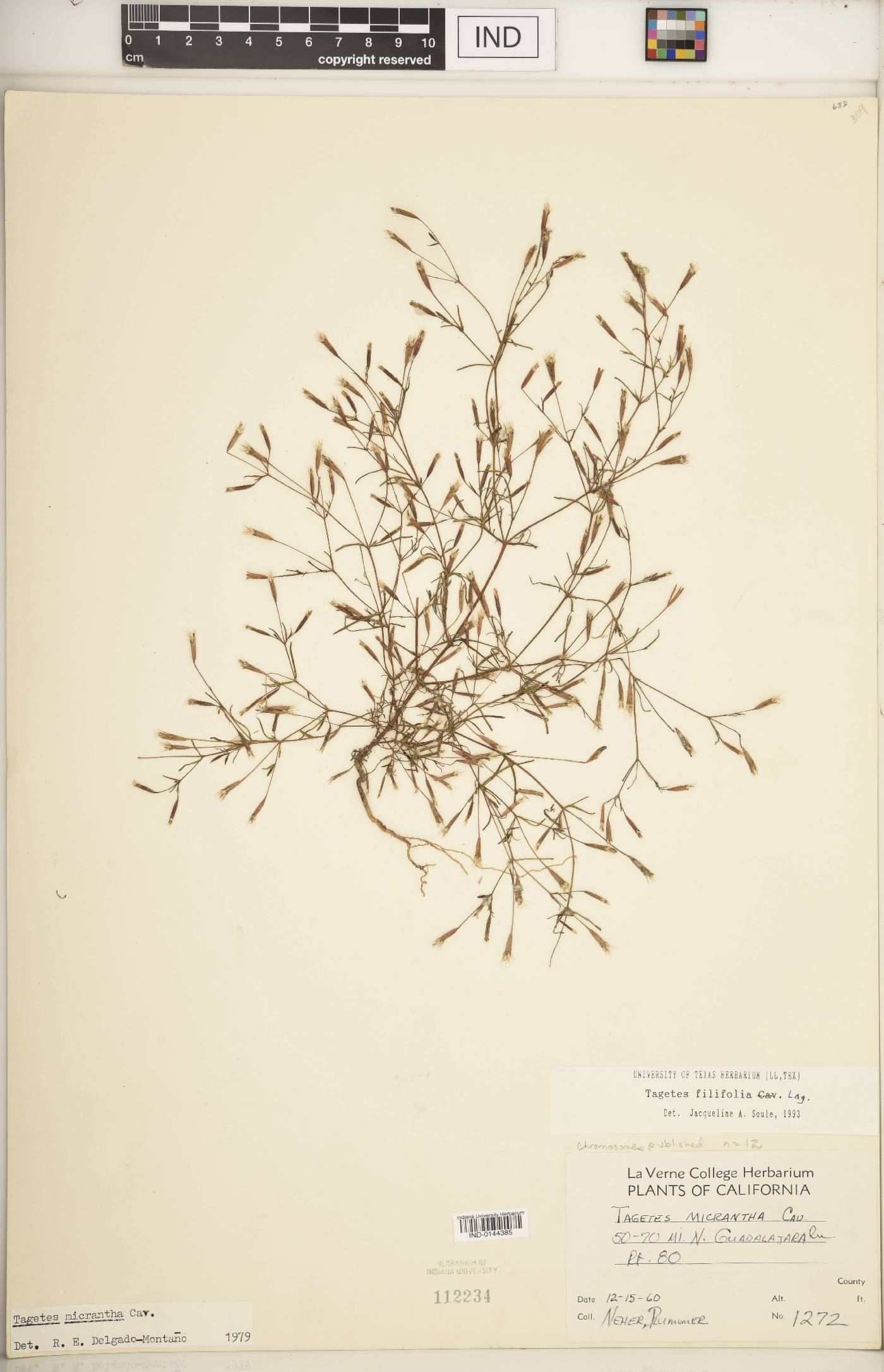 Tagetes filifolia image