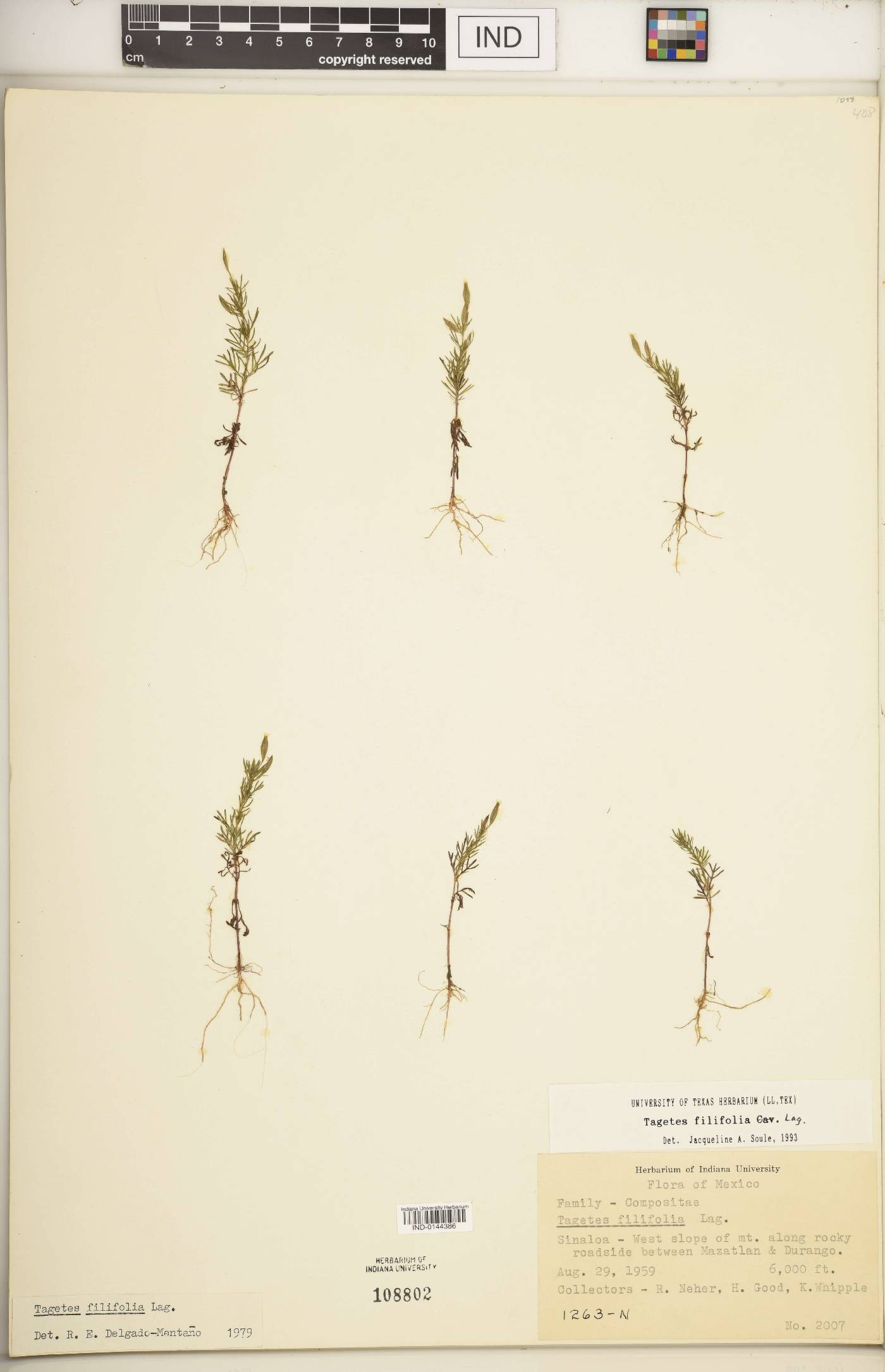 Tagetes filifolia image